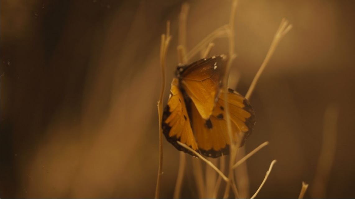 Stephanie Comilang, Search for Life, 2024, HD Film, 20 Min. Courtesy of the Artist und ChertLüdde, Berlin und Daniel Faria, Toronto und Fundación TBA21, Madrid Bräunliche Zoomaufnahme eines auf einem Halm sitzenden Schmetterlings