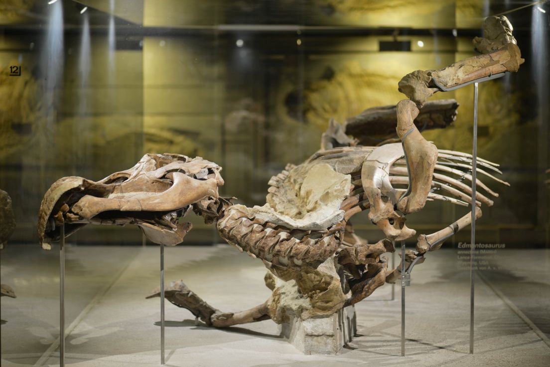 Edmond © Senckenberg Naturmuseum, Foto: Sven Tränkner Dinosaurierskelett in einer Vitrine