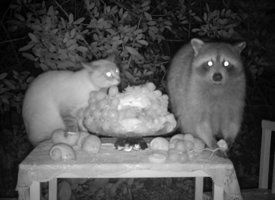 Schwarz-Weiß Bild mit einer Nachtkamera von einem Dachs und einer Katze auf einem Tisch mit Obst im Freien